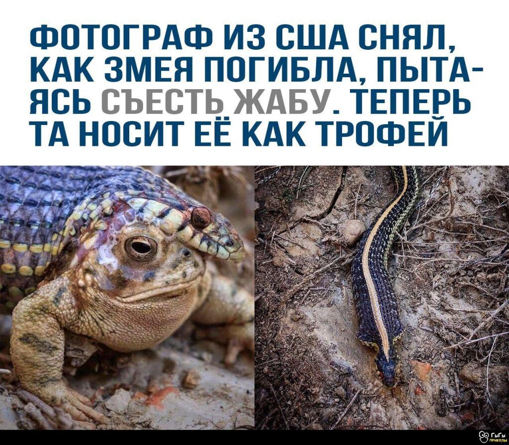 Мем + мой скин