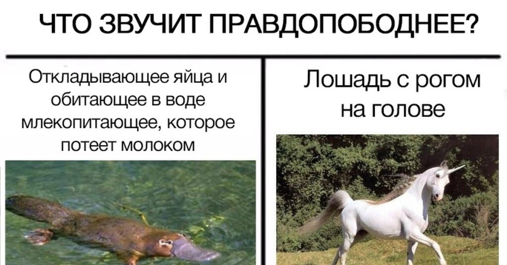 да, утконосы потеют молоком. Так уж они устроены