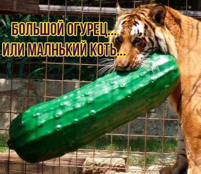 Мем без подписи