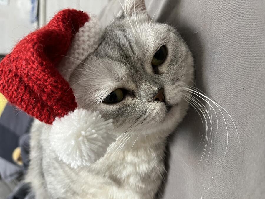 Мем без подписи