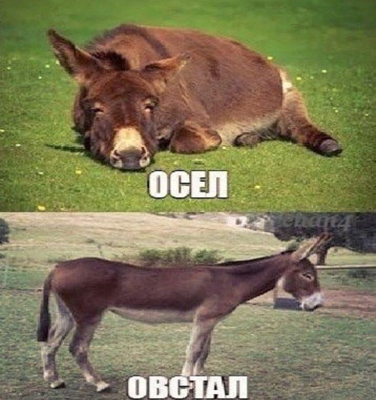 Мем от keric
