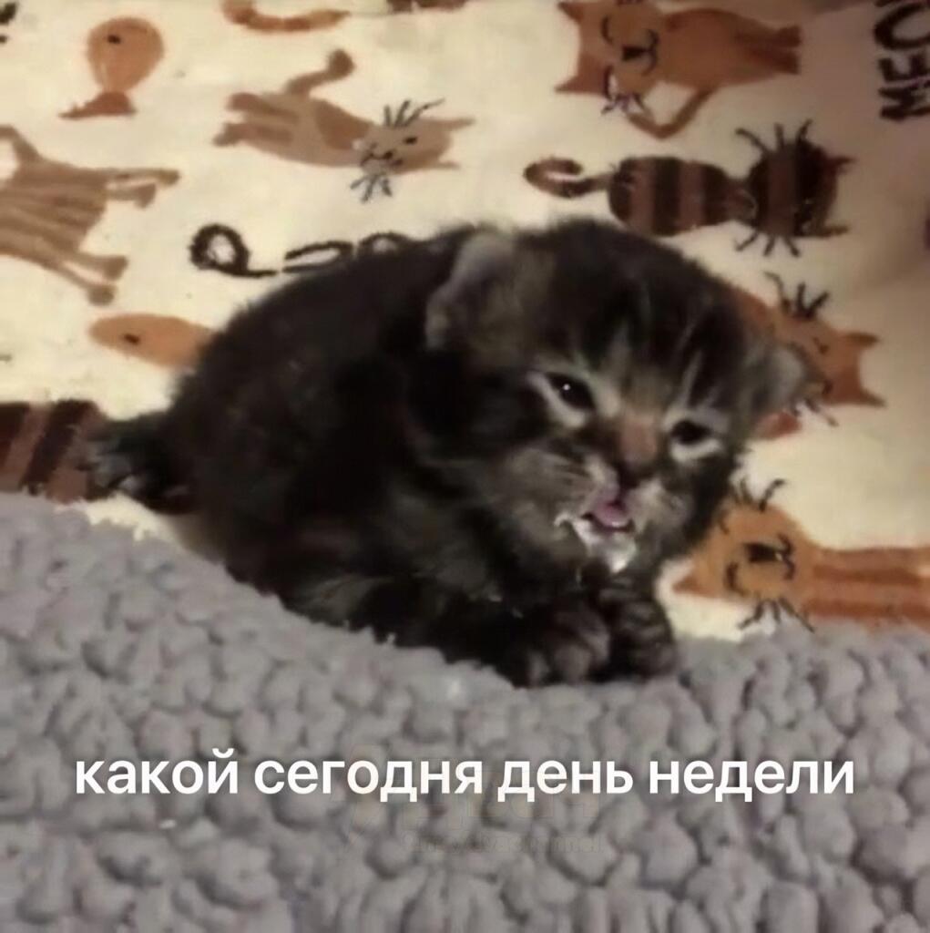 Мем от MrMuken