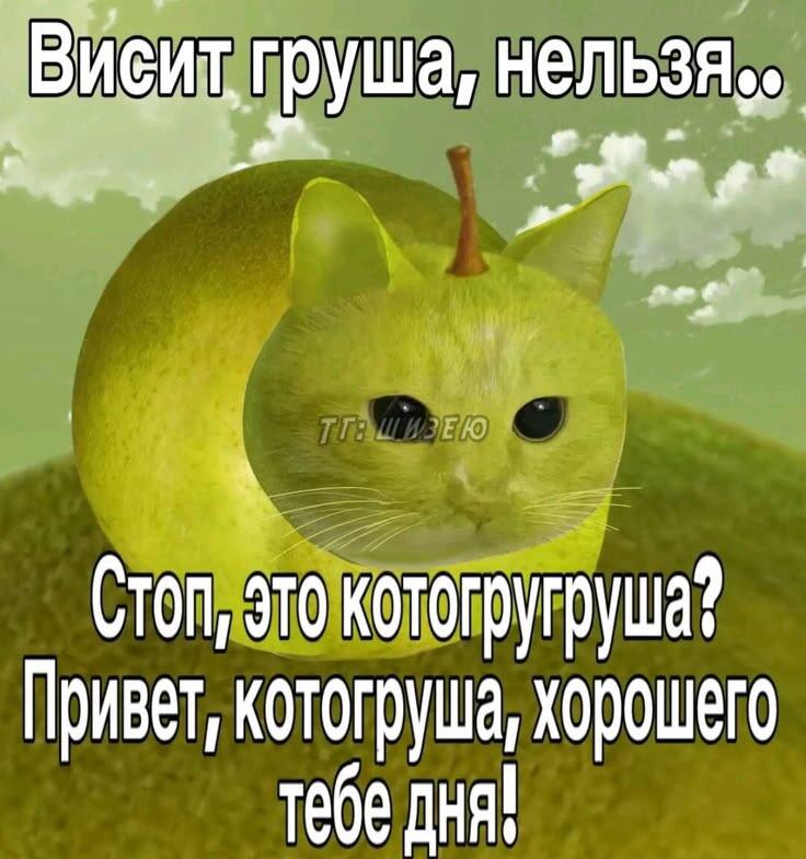 котогрушооо