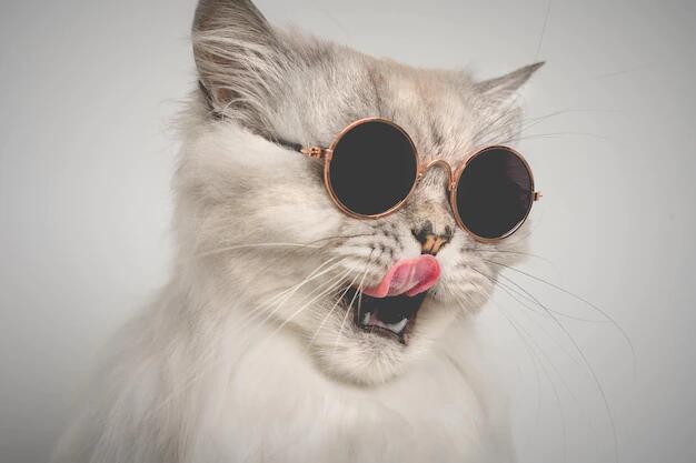 блатной котяк