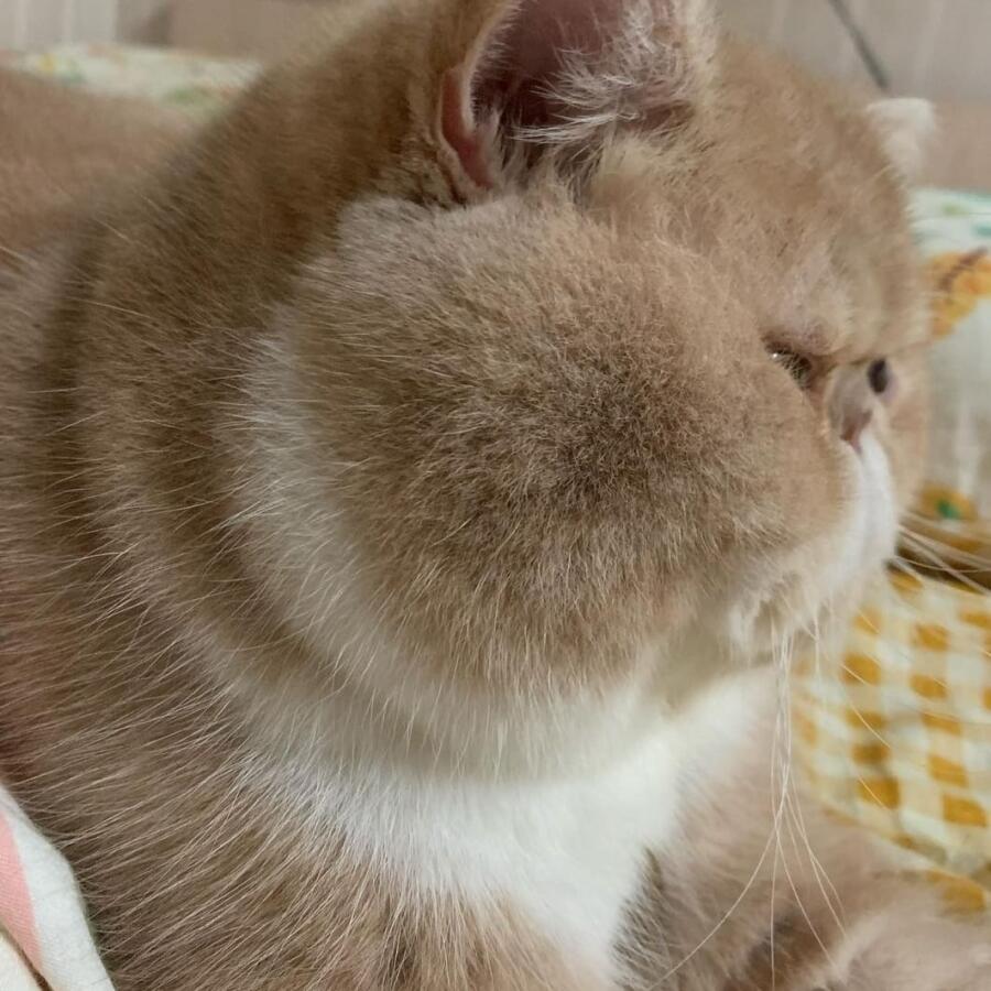 Щёчки кота:*радуют* 
Тот же самый кот: радуйтесь