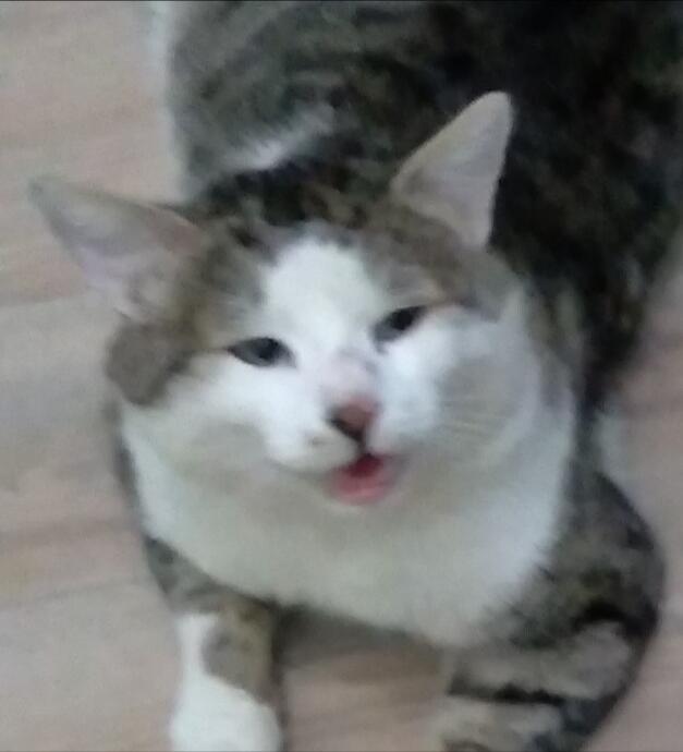 Ещё один шаблон для мема 
(Мой кот Марсик)