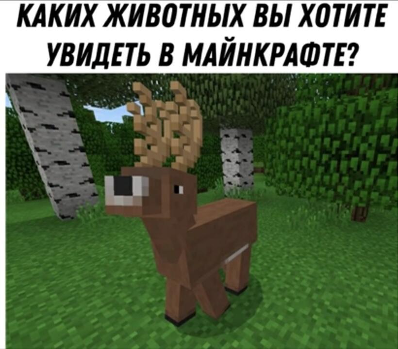 Давайте проведем опрос, я бы хотела увидеть в майне китов, а вы?