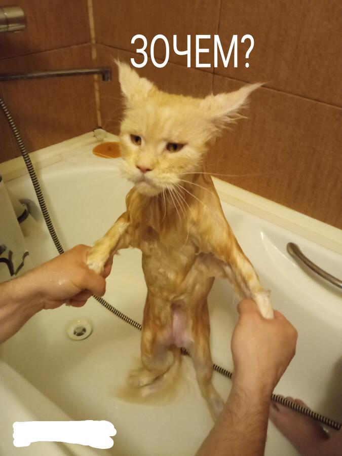 Кот: Я могу мыть себя, мне не нужна ванна  Я: Кладу кота в ванну и на...