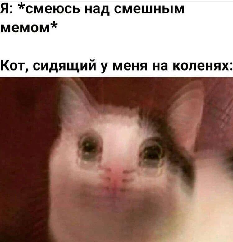 Белый кот с темным пятном на голове сидит на коленях у хозяина и смотрит в камеру с осуждением