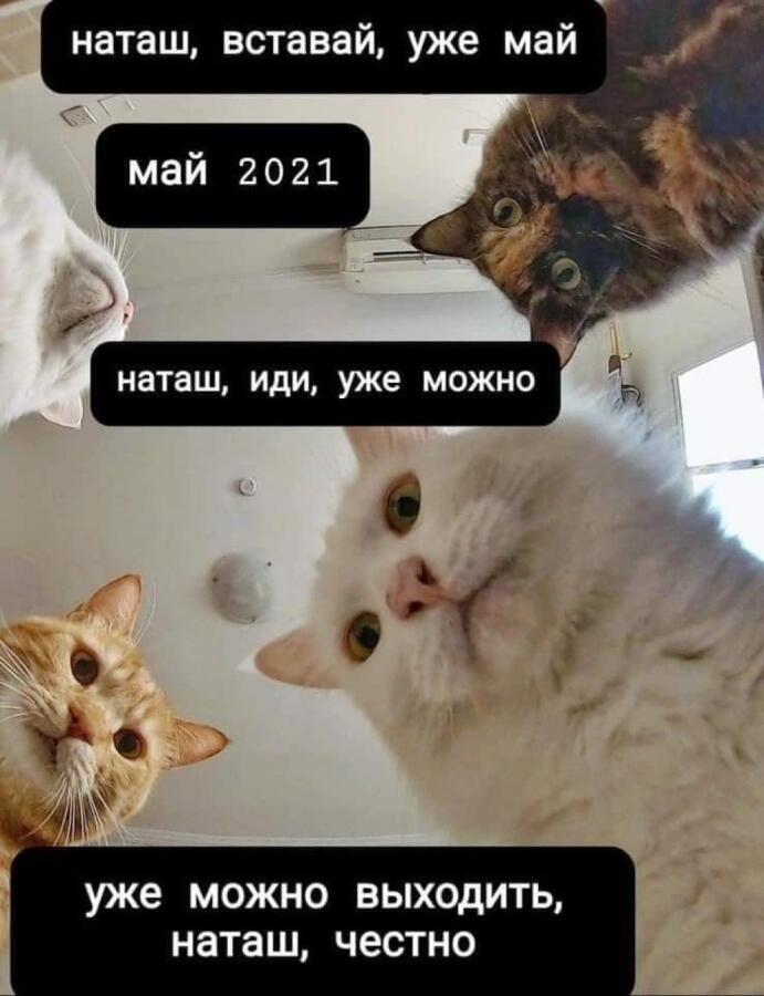 Мем от Basilik