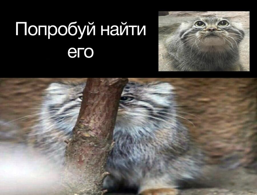 Мем от Брахмапутра