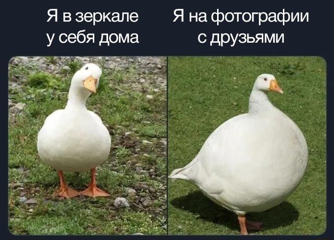 Мем без подписи