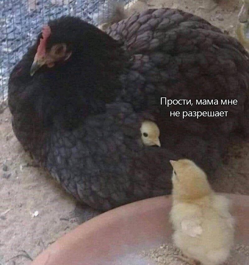 Мем от Брахмапутра