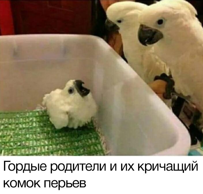 Мем без подписи