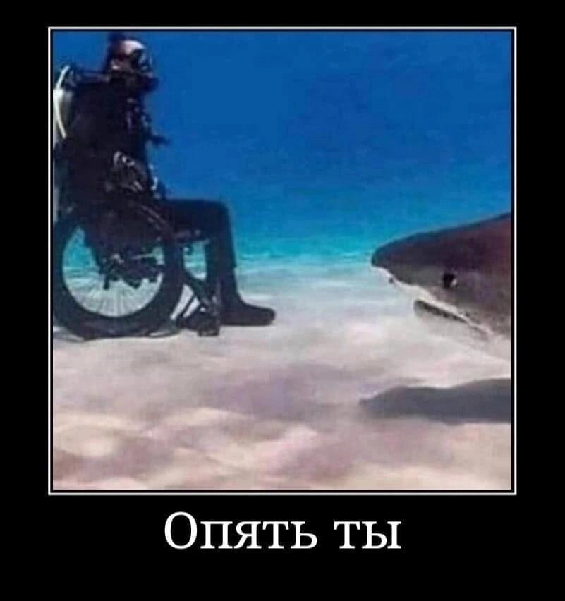 Опять ты акулёнок!