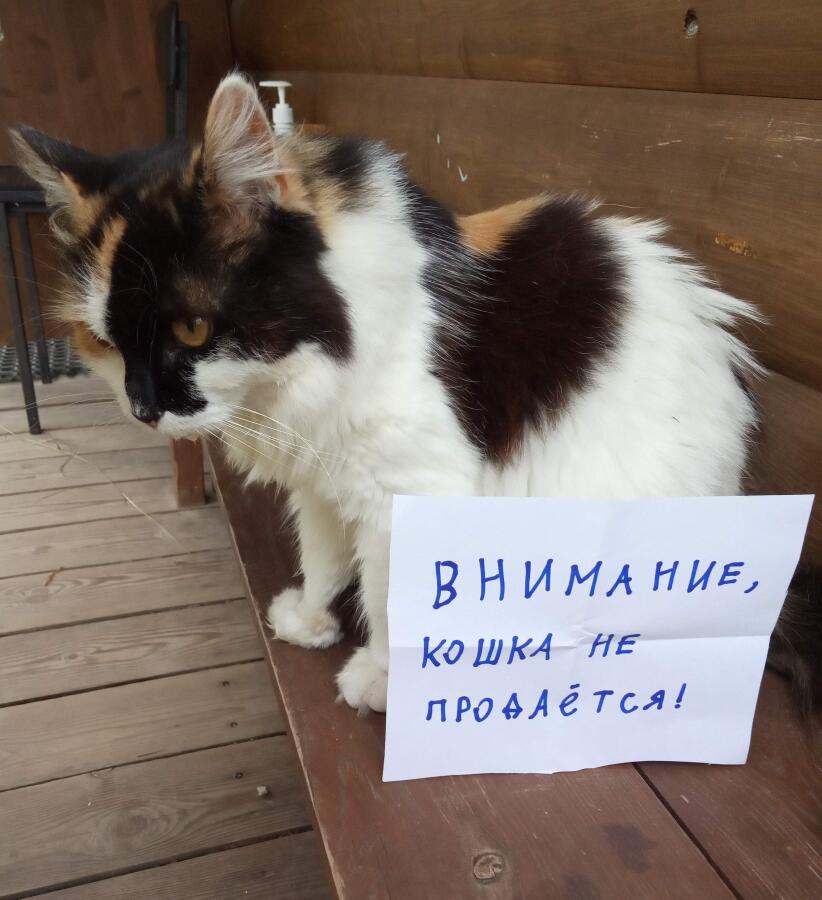 Кошка Ксюша работает в музейной сувенирной лавке (шутка, она там не ра...