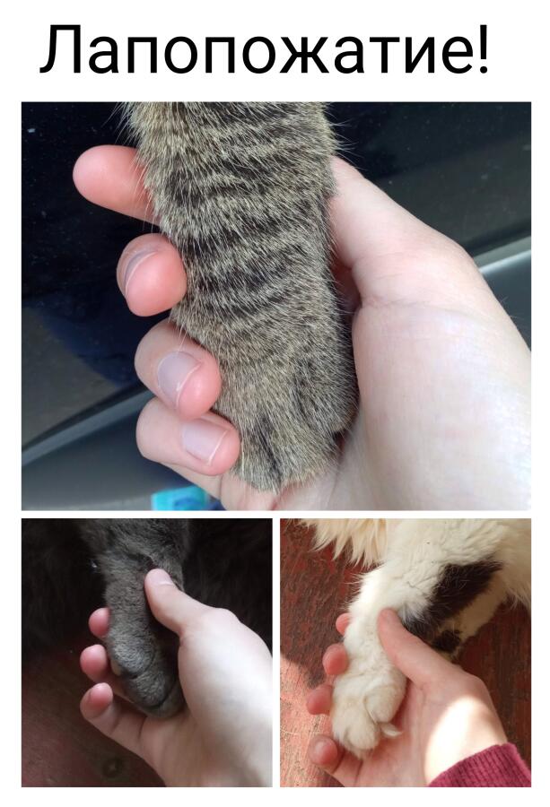 Мем без подписи