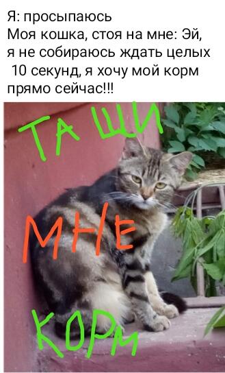100 лайков? Вау!!!😆