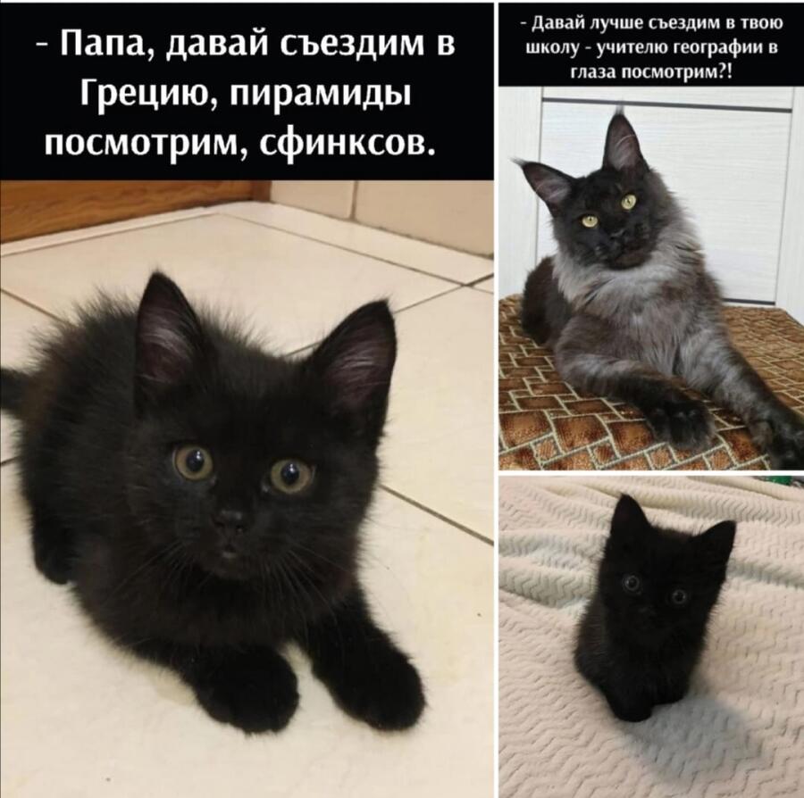 Мем без подписи
