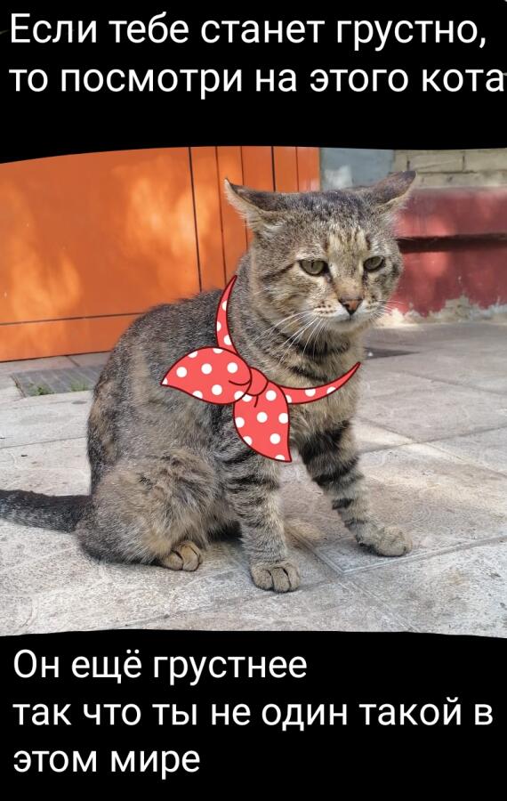 Мем от GibCat