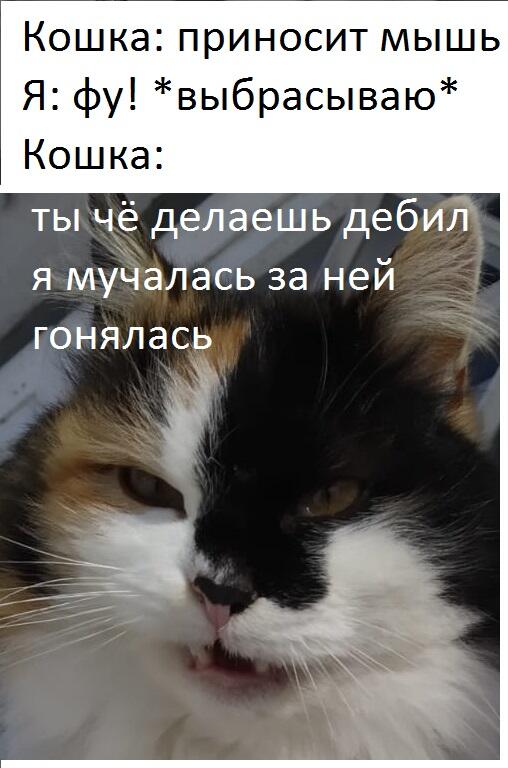Мем от GibCat