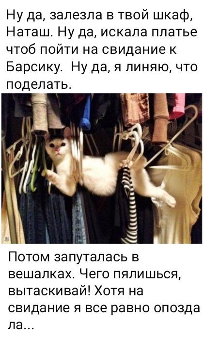 Мем от GibCat