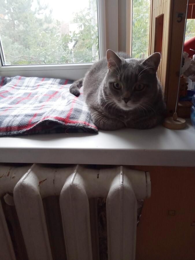 Осенний кот.  
Быть бы мне котом, а то уроки делать...