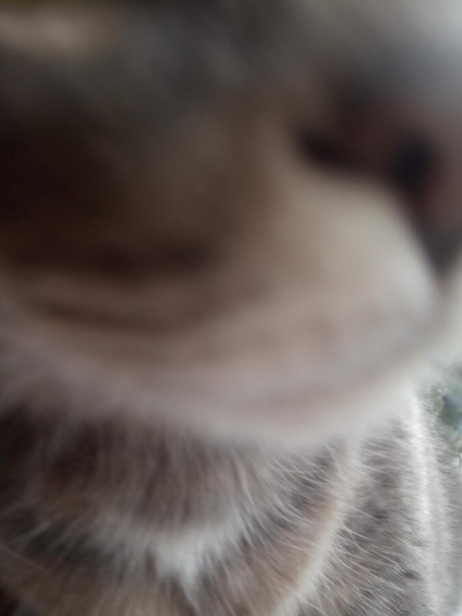 Я: хочу сфоткать кота 
Кот в первую же секунду: нюх нюх