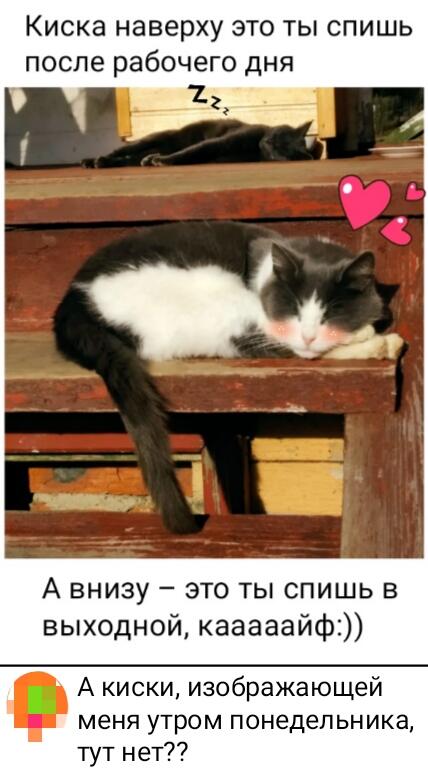Верхний котик спит как убитый