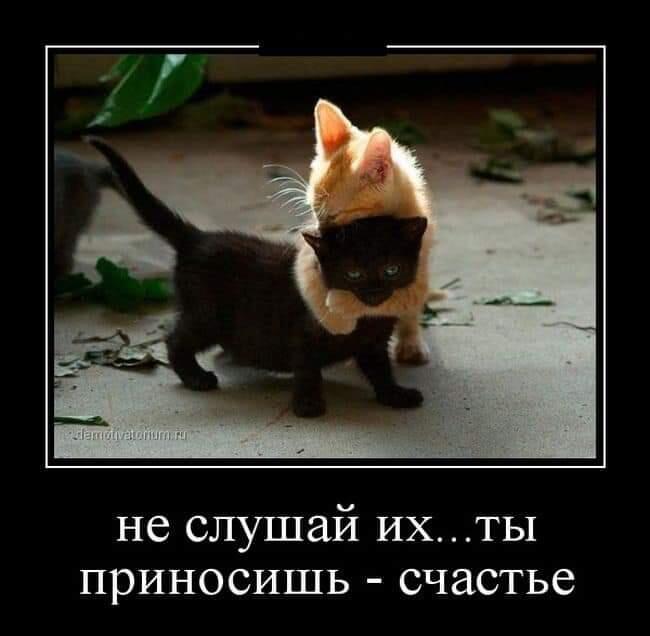 Мем от GibCat