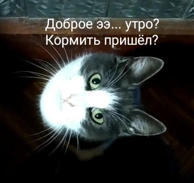 Что я вижу ночью, когда прихожу на кухню пожрать: