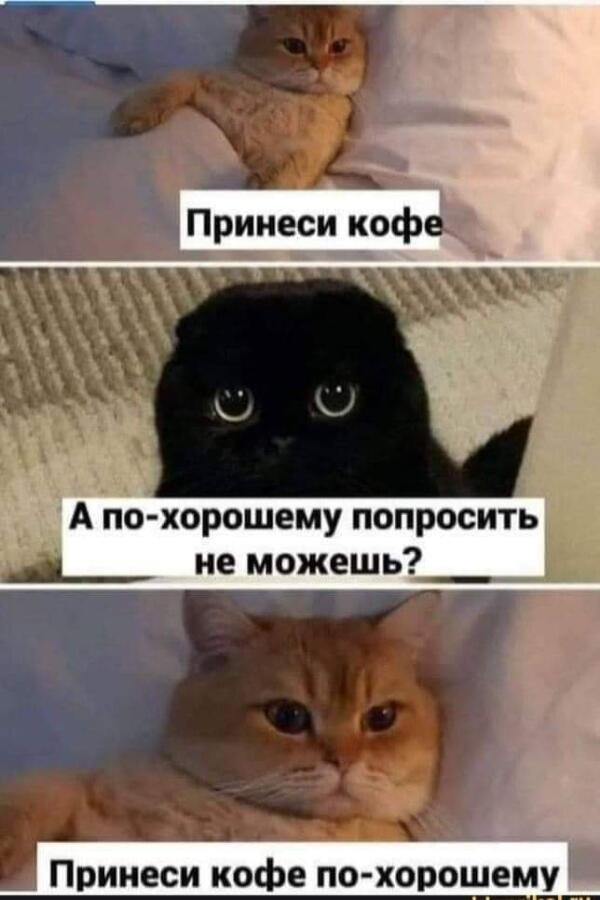 Мем от GibCat