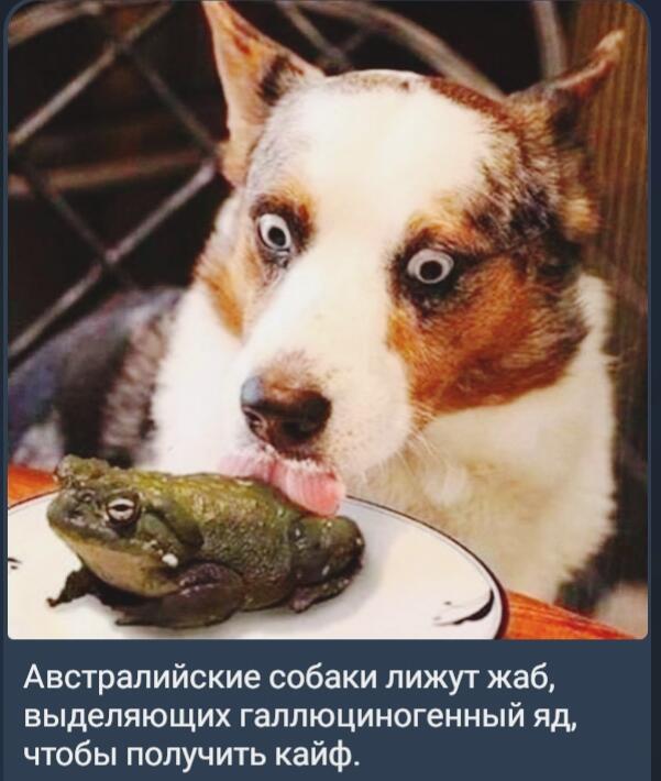 Вот это развлечения уних