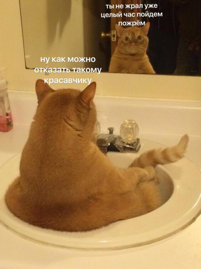 Мем от Мемный_Кот