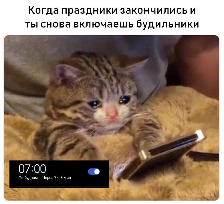 Мем от Мемный_Кот
