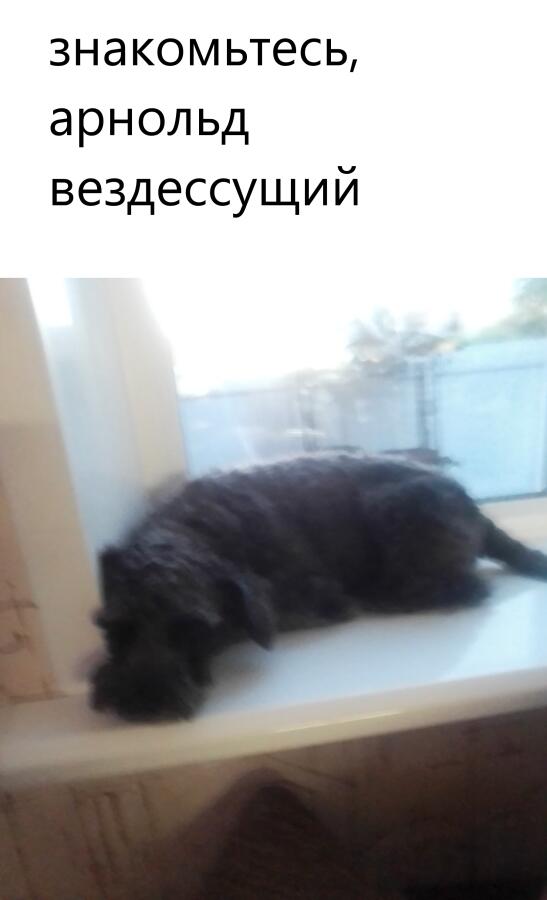 люблю придумывать красивые клички своей собаке