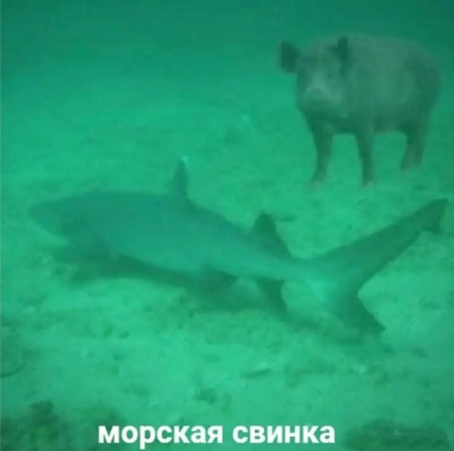 Мем без подписи