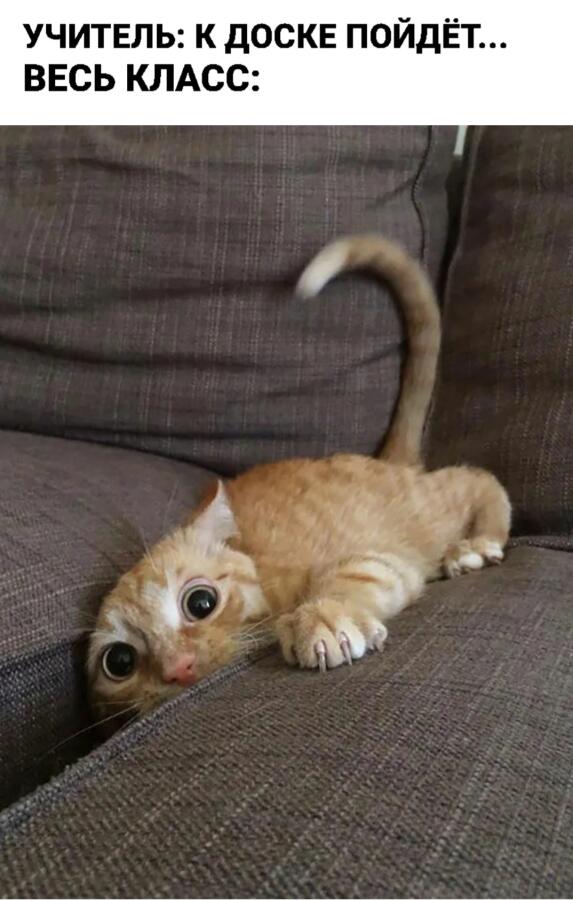 Мем от ᜥᝪᝨ CAT