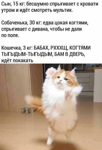Ein Katze