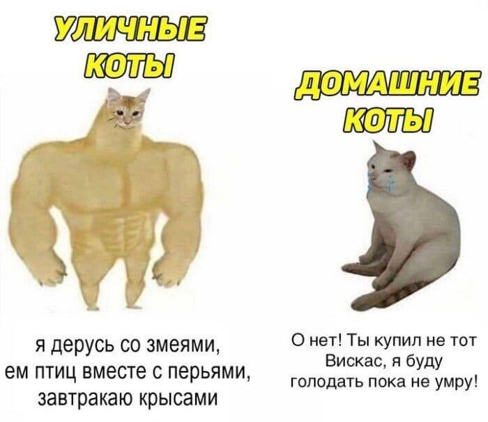 У меня кот такой же