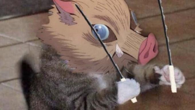 (напишите ещё идеи в коментах, плз)
Я:*играю с котом*
Кот: