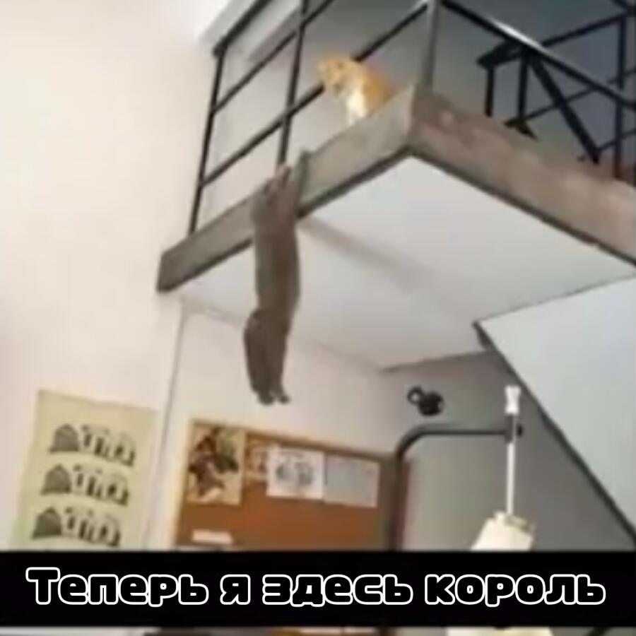 Сценка из Короля Льва