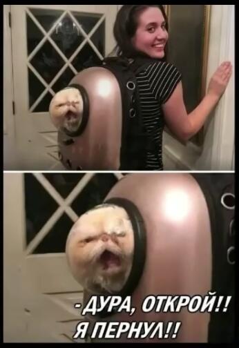 Типичный кот:
