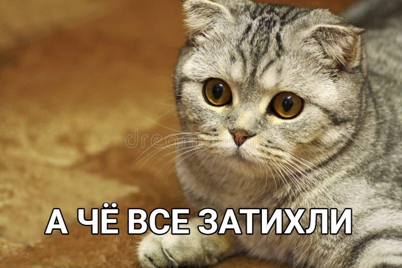 Серый шотландский кот смотрит в камеру, надпись: А ЧЁ ВСЕ ЗАТИХЛИ