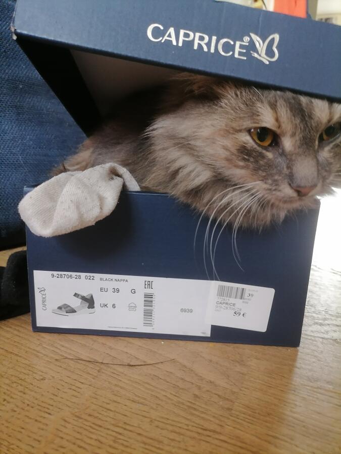 Это идиал смеси коробки и кошки