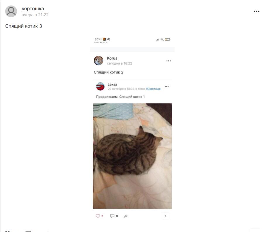 Спящий котик, который стал мемом 4