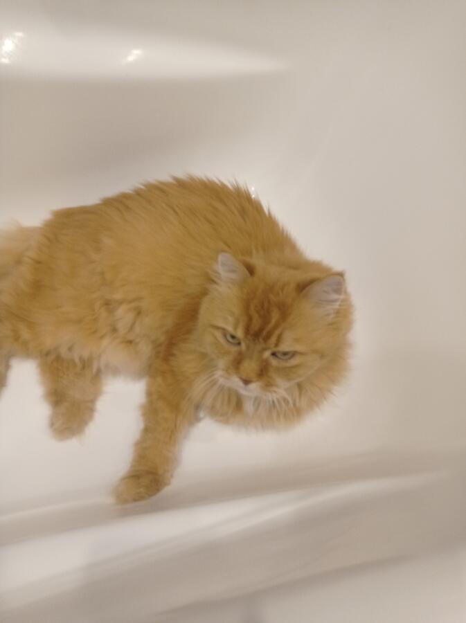 Я который пошёл помыть руки включаю свет (кот в ванной)  ты спишь и выхожу из ванной и не помыл руки это фото у меня на 