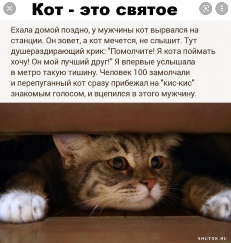 Мем от Мидо́ри