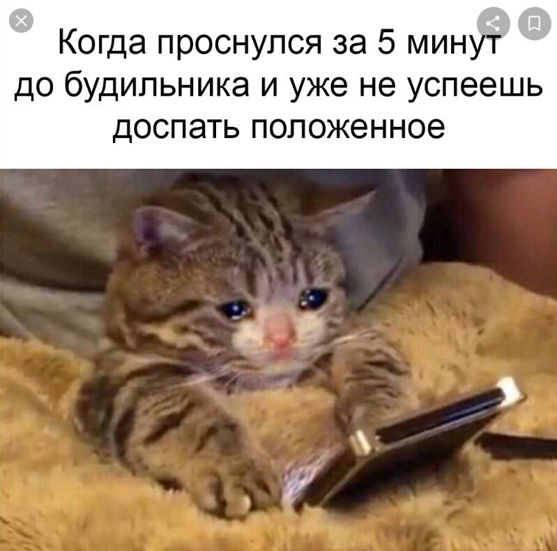Мем от Мидо́ри