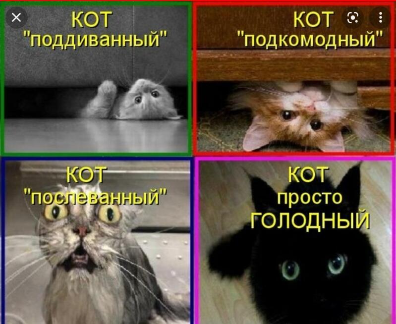 Виды котов: